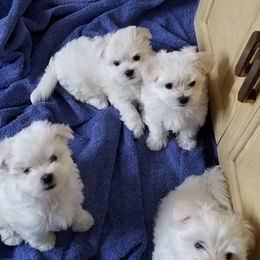 Collin Maltese breeder of Maltese