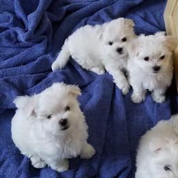 Collin Maltese breeder of Maltese