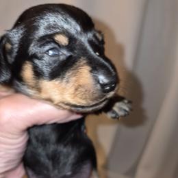Millie - Black and tan female Dachshund puppy in Antlers, Oklahoma from MoMo's Dachshunds