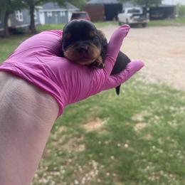 Second tiny girl - Black and tan female Yorkshire Terrier puppy in Yukon, Oklahoma from Tiffs Yorkie babies