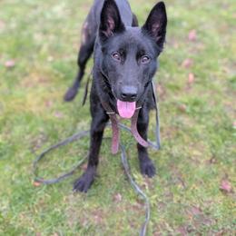 Yarak - Gold brindle male Dutch Shepherd puppy in Battle Ground, Washington from van Horushuis Dutch Shepherds