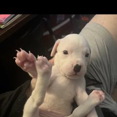 Girl 2 - Dogo Argentino puppy from First-Class Lineage