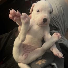 Girl 2 - Dogo Argentino puppy from First-Class Lineage