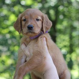 Purple girl - Dark golden female Golden Retriever puppy in Lucasville, Ohio from Trusting Hearts Kennel