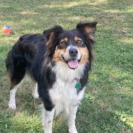 Blanca  - Australian Shepherd