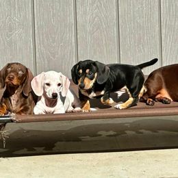 Dachshund Puppies from Empire's Dachshunds