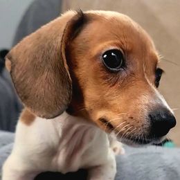 Tan - Piebald male Dachshund puppy in Ridge, New York from Tracy's Puppy Club