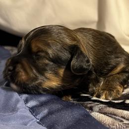 Red boy - Chocolate brindle male Havanese puppy in Arlington, Washington from Havanese With Love Breeding Co.