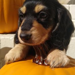 Boy 1 - Dachshund puppy in Georgia from Farm Tree's Dachshund Haven