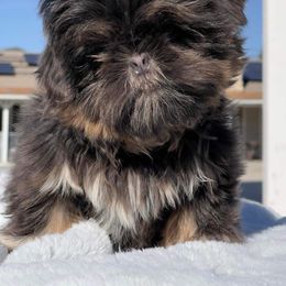 Moose - Blue Shih Tzu puppy in Calimesa, California from Little Mountain’s Shih Tzus