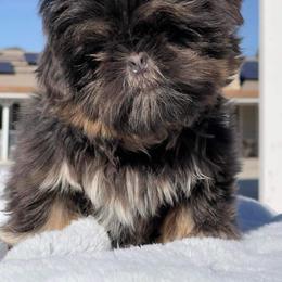 Moose - Blue Shih Tzu puppy in Calimesa, California from Little Mountain’s Shih Tzus