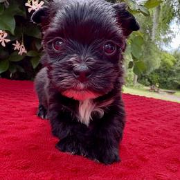 Ozzy - Black and tan male Yorkshire Terrier puppy in Bunnell, Florida from Royal Biewer and Royal Aussies