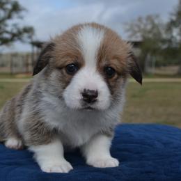 Aspen - Red female Pembroke Welsh Corgi puppy in Edna, Texas from MG Corgis