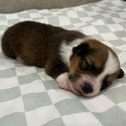 Artemis (fluffy) - Sable and white male American Corgi puppy in Waco, Texas from The Comma Corgis