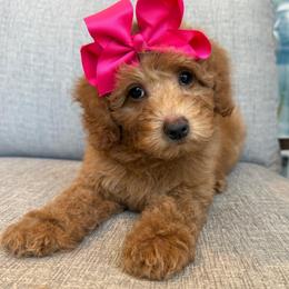 K-Purple Girl - Red  female Goldendoodle puppy in Lewisville, Texas from Texas Goldendoodle Lovers