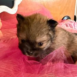 Bella - Cream sable parti female Pomeranian puppy in Scio, Oregon from Mac Daddy Poms