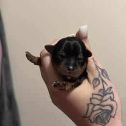Lady - Black and tan female Yorkshire Terrier puppy in Georgia from Nalley Kennels