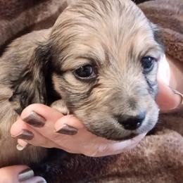 Shaded Cream Male - Cream male Dachshund puppy in Howell, Michigan from Em-Me's Royal 'n Loyal Dachshunds