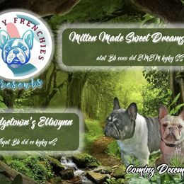 French Bulldog puppies from Rip City Frenchies