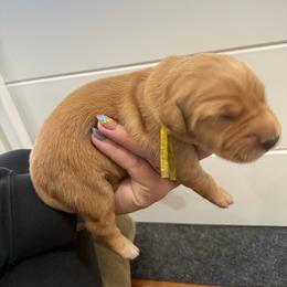 Phyllis-Yellow - Dark golden female Golden Retriever puppy in Cedar City, Utah from RuTess Goldens