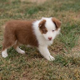 Hanna - Red Tri Female - Red tri-color female Australian Shepherd puppy in Red Bud, Illinois from Authentic Aussies