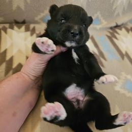 Genesis - Black female Siberian Husky puppy in Urbana, Ohio from Fairhaven's Siberian Huskies