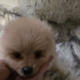 Girl 1 - Cream female Pomeranian puppy in Lebanon, Indiana from Duran's Huskies and Pomeranians