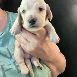 Chris - Cream male Dachshund puppy in Bigfork, Minnesota from Dachshunds Up North