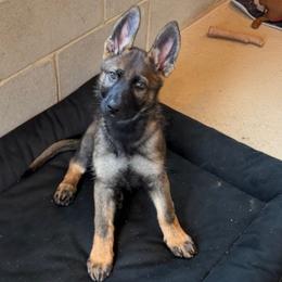 Nova - Sable male German Shepherd puppy in Pelzer, South Carolina from Lisa's Canines