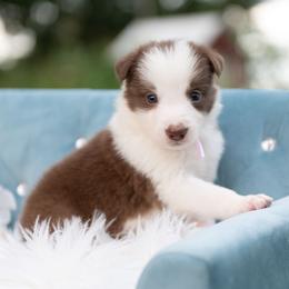 Sunberry - White and red female Border Collie puppy in Conway, Missouri from 2J 2K Border Collies | Maremma Sheepdogs