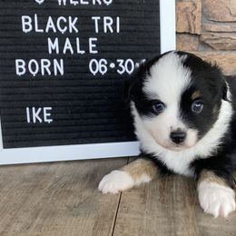 Boy 2 White Collar - Black Toy Australian Shepherd puppy in Deridder, Louisiana from AussieSmiths