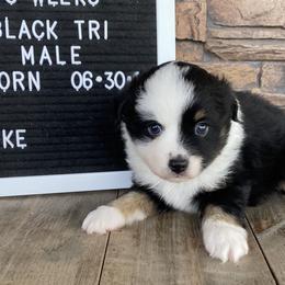 Boy 2 White Collar - Black Toy Australian Shepherd puppy in Deridder, Louisiana from AussieSmiths