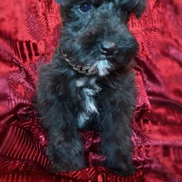 Miniature Schnauzer, Poodle, and Schnoodle Puppies from Mrs Bs Teeny Schnauzers & Doodles
