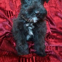 Miniature Schnauzer, Poodle, and Schnoodle Puppies from Mrs Bs Teeny Schnauzers & Doodles