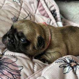 American Bulldog, French Bulldog, and Rat Terrier Puppies from DF's Unlimited Ruff