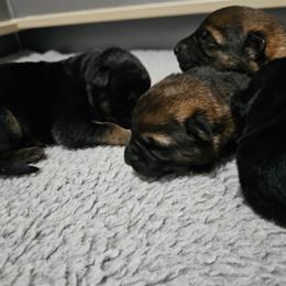 Girl 1 - Sable female German Shepherd puppy in Conroe, Texas from Aus der Asche German Shepherds