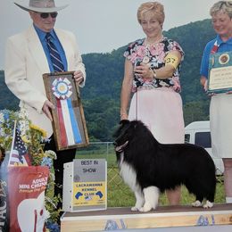Bulldog, Miniature Pinscher, and Shetland Sheepdog Puppies from Smooch-A-Bulls English Bulldogs & M&M Shelties & Min Pin's
