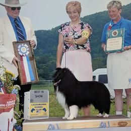 Bulldog, Miniature Pinscher, and Shetland Sheepdog Puppies from Smooch-A-Bulls English Bulldogs & M&M Shelties & Min Pin's