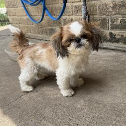 Marti - Shih Tzu