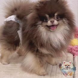 Suki - Pomeranian