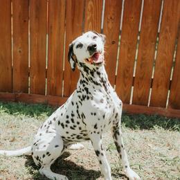 Jules - Dalmatian