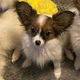Lilly - Red white and sable female Papillon puppy in Bradyville, Tennessee from Pinnacle Papillons