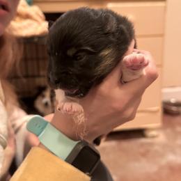 Thomas - Black and white male Pomsky puppy in Bucyrus, Missouri from Hill Top Pomskies