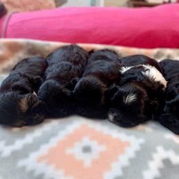 Shih Tzu Puppies from The Anderson Farms Kennel