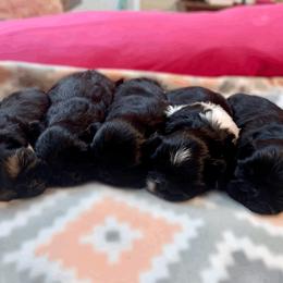 Shih Tzu Puppies from The Anderson Farms Kennel