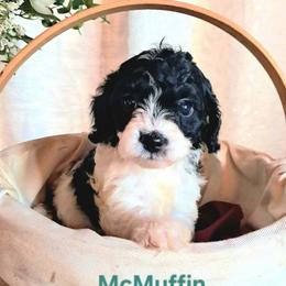 Cavapoo and Sheepadoodle Puppies from Kelley's Goldens Poodles and Doodles