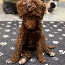 Mouse (Brown Girl) - Red  female Goldendoodle puppy in Toledo, Ohio from Avery Doodle Day LLC