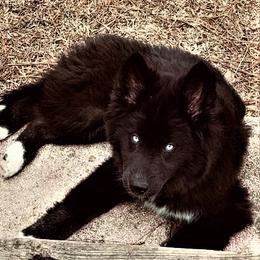 Morphy - Siberian Husky