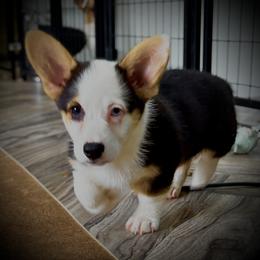 Baby Ruth, AKC girl with blue eye, docked tail - Black and tan female Pembroke Welsh Corgi puppy in Taylorsville, North Carolina from Mill Creek’s Pembroke Welsh Corgis and French Bulldogs