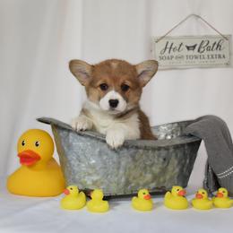 Miss White - Red female Pembroke Welsh Corgi puppy in Gig Harbor, Washington from Pacific Northwest Pembroke Welsh Corgis